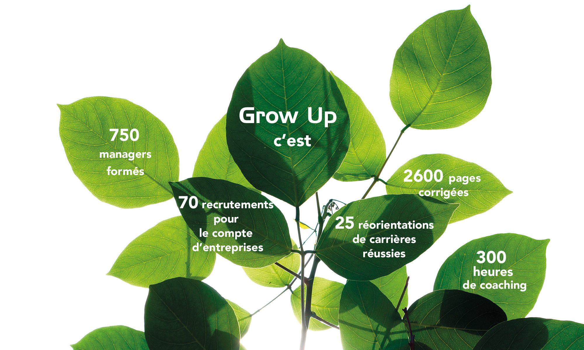 Les chiffres de Grow Up